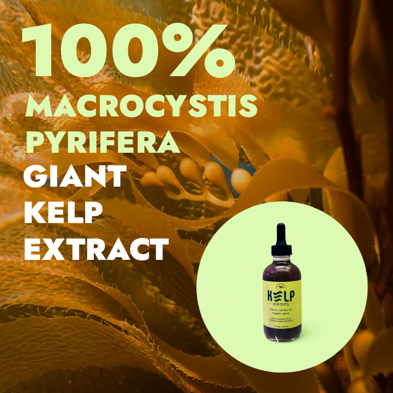 Ocean Made Kelp Drops | Plant Growth Concentrate